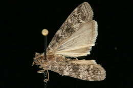 Image of Evergreen Coneworm Moth