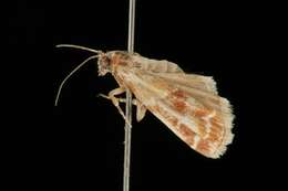 Image of Webbing Coneworm Moth