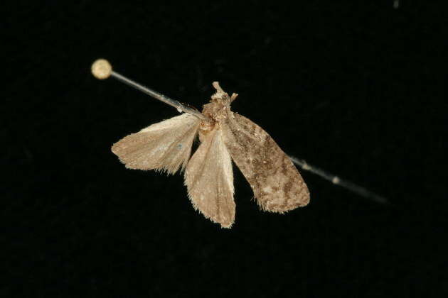 Image of Eastern Black-headed Budworm Moth