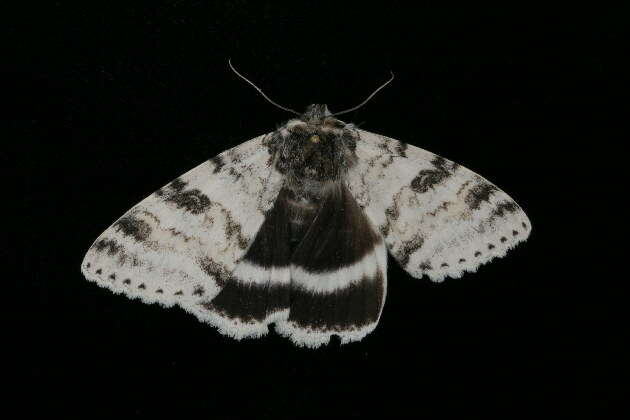 Image of White Underwing, The Relict