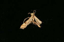 Image of Platyptilia