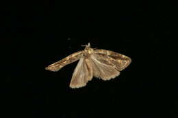 Image of Eastern Black-headed Budworm Moth