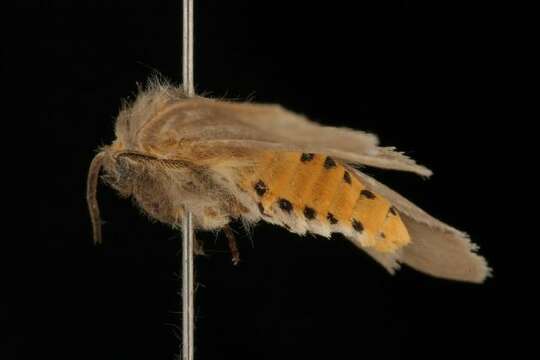 Image of Milkweed Tussock Moth