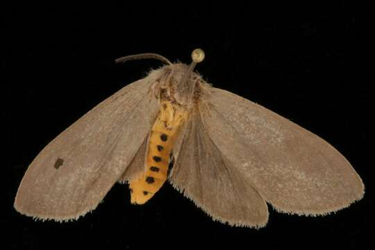 Image of Milkweed Tussock Moth