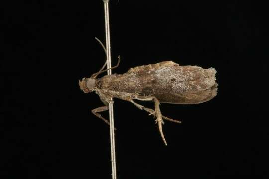 Sciota rubescentella resmi