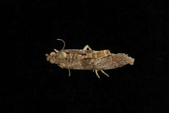 Sciota rubescentella resmi