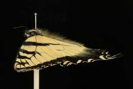 Image of Canadian Tiger Swallowtail