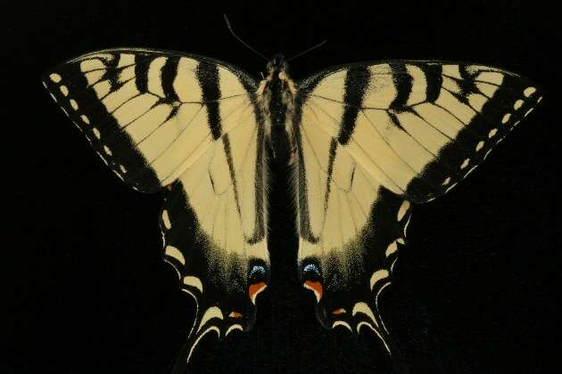 Image of Canadian Tiger Swallowtail