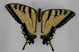 Image of Canadian Tiger Swallowtail