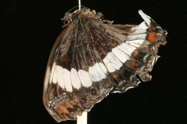 Image of Limenitis arthemis rubrofasciata Barnes & McDunnough 1916