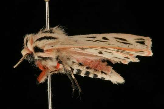 Image of Arge Moth