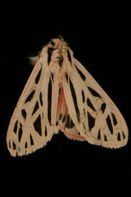 Image of Arge Moth