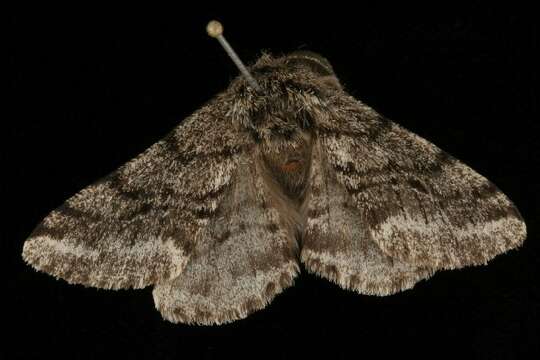 Image of Stout Spanworm Moth