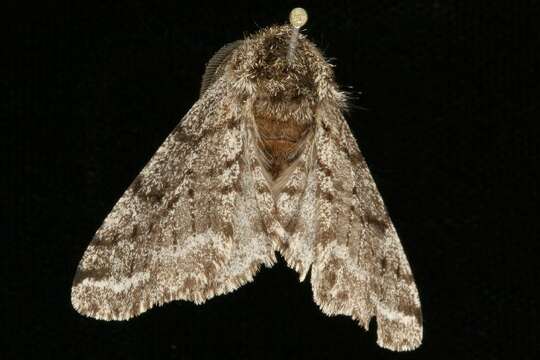 Image of Stout Spanworm Moth