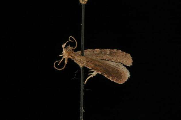 Image of Agonopterix canadensis Busck 1902