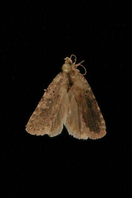 Image of Agonopterix canadensis Busck 1902