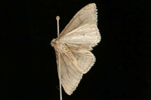 Image of Phigalia strigataria Minot 1869