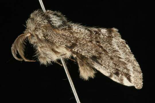 Image of Stout Spanworm Moth