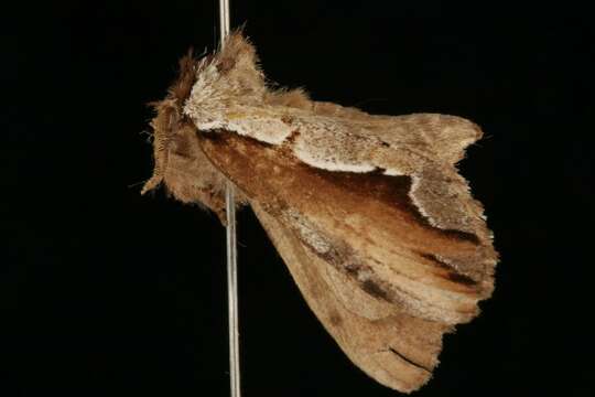 Image of Double-toothed Prominent