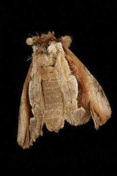 Image of Double-toothed Prominent