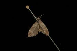 Image de <i>Cochylis temerana</i>