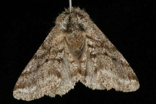 Image of Stout Spanworm Moth