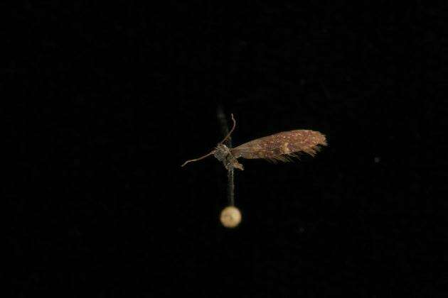 Image of Purplish Birch-miner Moth