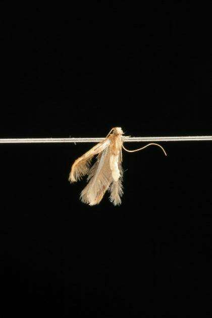 Image of Caloptilia packardella (Chambers 1872)