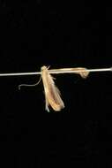 Image of Caloptilia packardella (Chambers 1872)