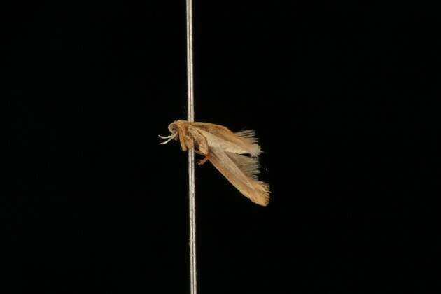 Image of Caloptilia packardella (Chambers 1872)