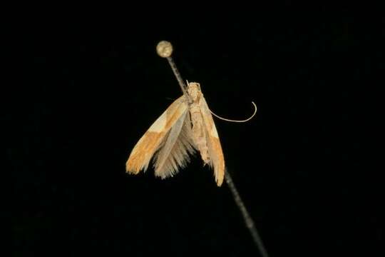 Image of Caloptilia packardella (Chambers 1872)