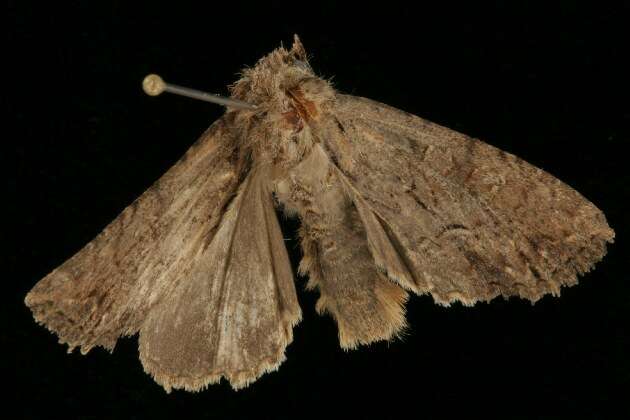 صورة Apamea cariosa Guenée 1852