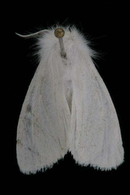 Image of Spilosoma latipennis Stretch 1872