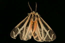 Image of Harnessed Tiger Moth