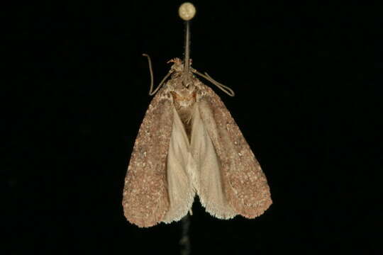 Image of Agonopterix canadensis Busck 1902