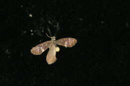 Image of Purplish Birch-miner Moth