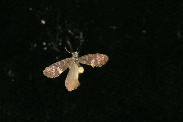 Image of Purplish Birch-miner Moth