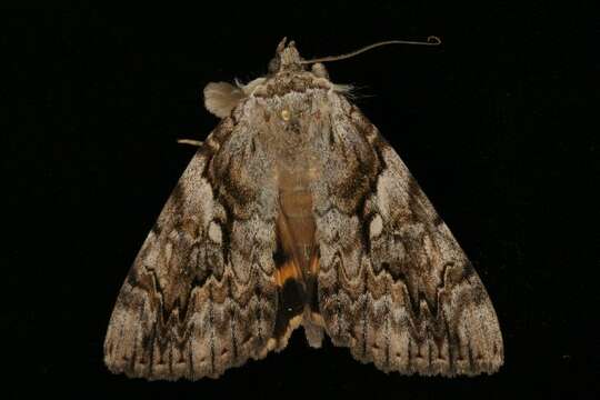 Image of Yellow-banded Underwing