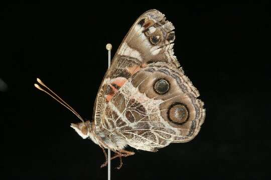 Imagem de <i>Vanessa virginiensis</i>