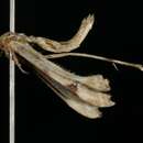 Image of Platyptilia