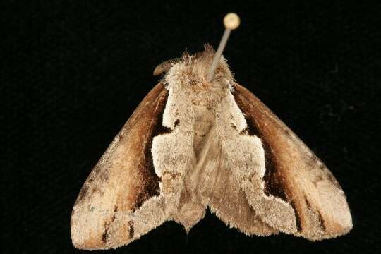 Image of Double-toothed Prominent