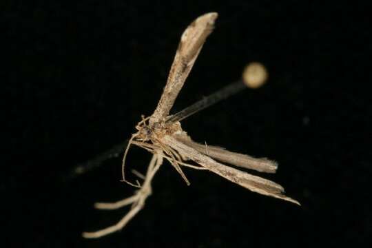 Image of Ragweed Plume Moth