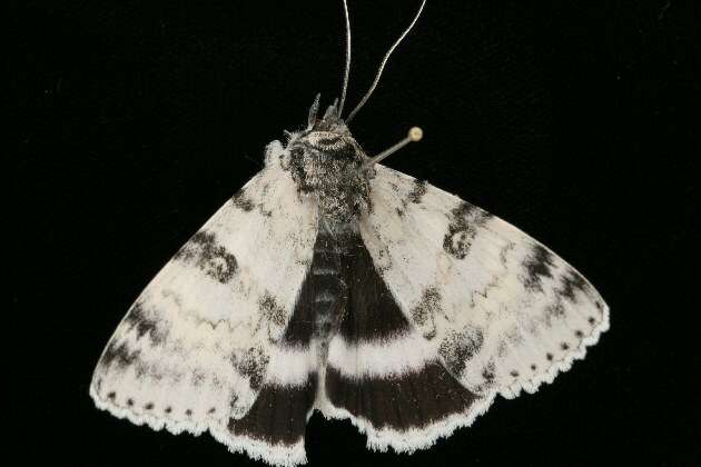 Image of White Underwing, The Relict