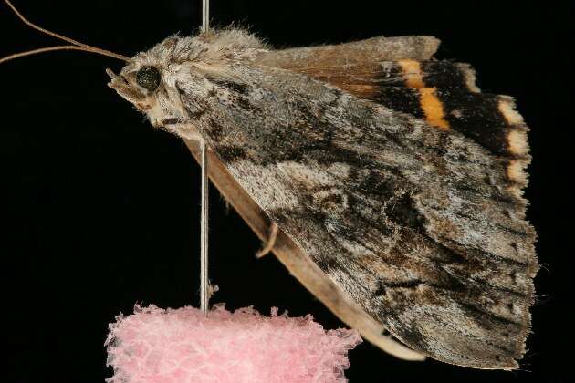 Image of Yellow-banded Underwing