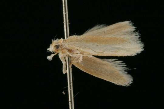 Image of Pine Needle Sheathminer Moth