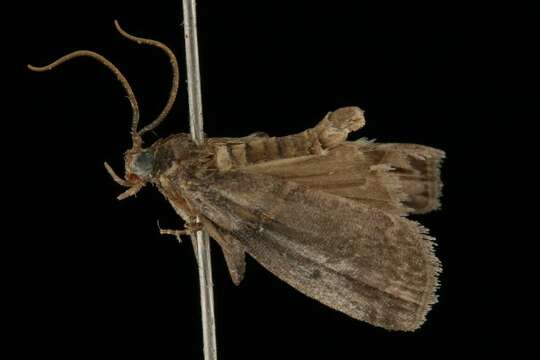 Image of Hickory Shoot Borer Moth