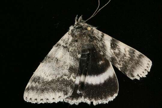 Image of White Underwing, The Relict