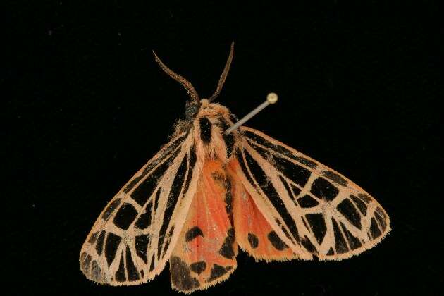 Image of Parthenice Tiger Moth