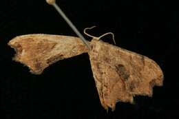Image of <i>Calledapteryx dryopterata</i>