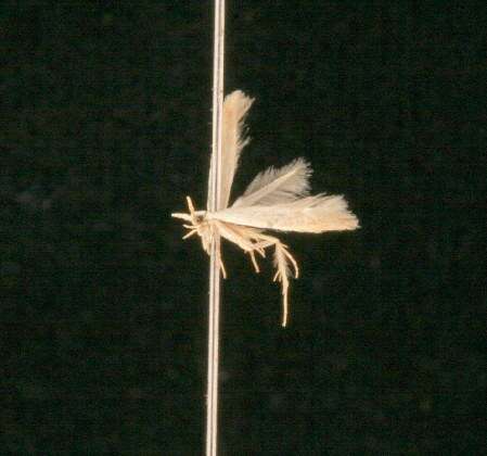 Image of Moth